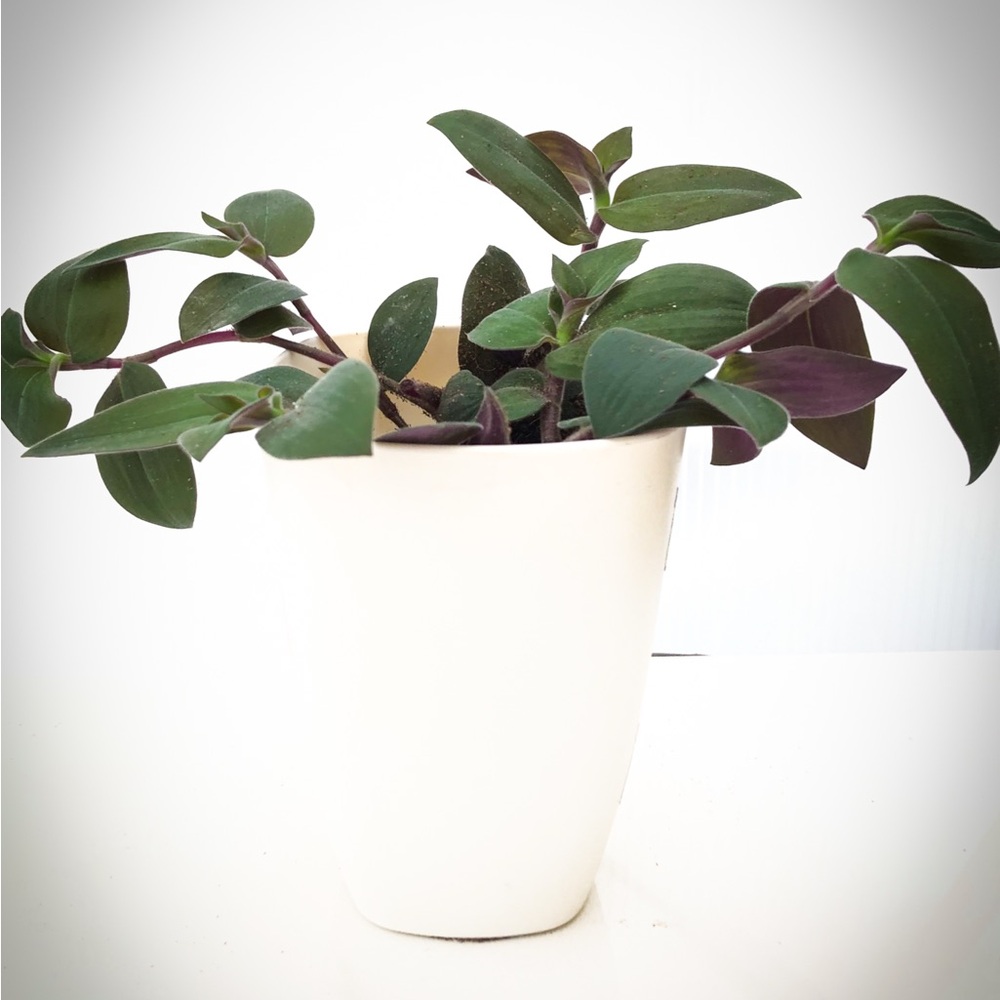 Rare Bunny bellies Plant  White Planter with Green Foliage